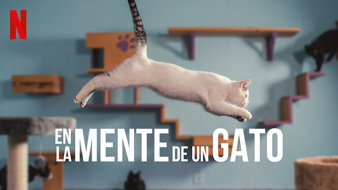 En la mente de un gato